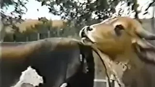 Girls Pussy Movies 2